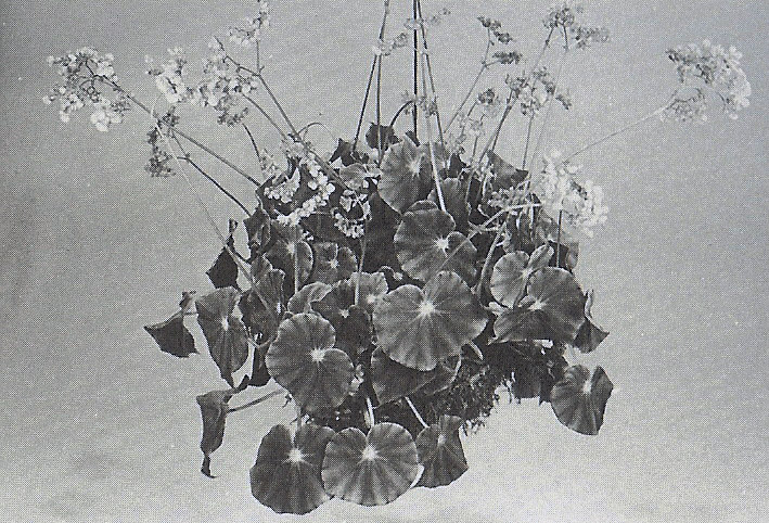B. mazae var. mazae